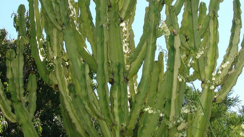 Cây Xương rồng ông. Euphorbia antiquorum L. - Cây Thuốc Nam Quanh Ta